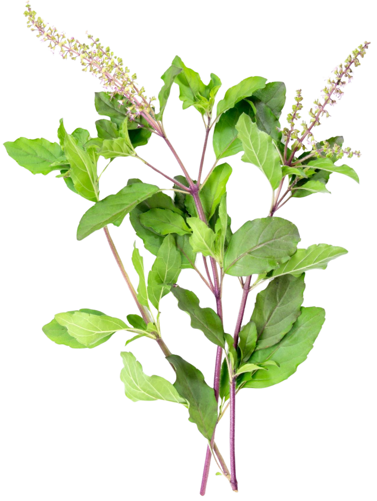 Holy basil ingredient image